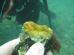 Cnemidocarpa bicornuta