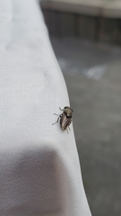 Rhiniidae