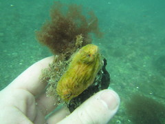 Cnemidocarpa bicornuta