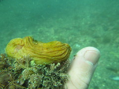 Cnemidocarpa bicornuta
