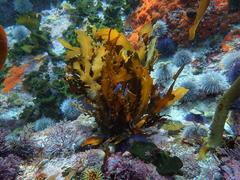 Anthophycus longifolius