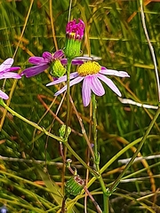 Senecio glastifolius