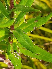 Senecio glastifolius