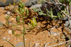 Albuca etesiogaripensis