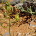 Albuca etesiogaripensis - Photo (c) Nick Helme, some rights reserved (CC BY-SA), uploaded by Nick Helme