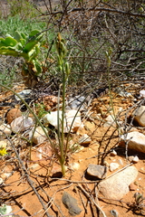 Albuca etesiogaripensis