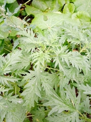 Urtica cannabina