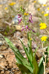 Cyanella cygnea