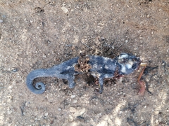 Bradypodion occidentale