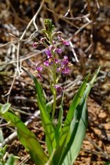 Cyanella cygnea