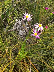 Senecio glastifolius