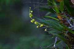Dendrobium monophyllum