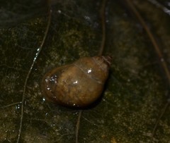 Bithynia tentaculata