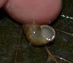 Bithynia tentaculata