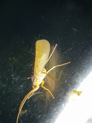 Limnephilus flavicornis