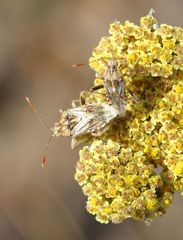 Stictopleurus scutellaris