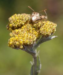 Stictopleurus scutellaris