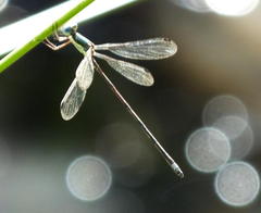 Lestes virgatus