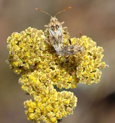 Stictopleurus scutellaris