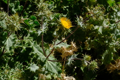 Berkheya spinosissima namaensis