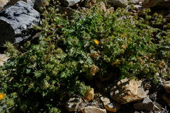 Berkheya spinosissima namaensis