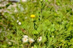 Pentatrichia petrosa