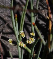 Centella glauca