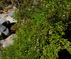 Pentatrichia petrosa