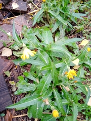 Sonchus arvensis