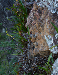 Dendrobium monophyllum