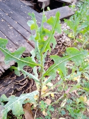 Lactuca serriola