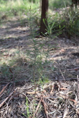 Cassinia arcuata