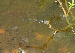 Agriocnemis splendidissima