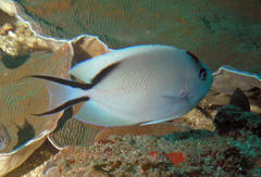 Zebra Angelfish photo 3
