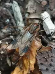 Keroplatus tipuloides