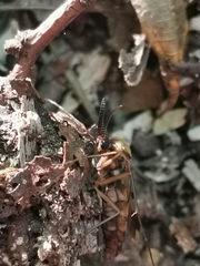 Keroplatus tipuloides