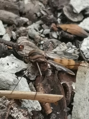 Keroplatus tipuloides