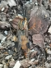 Keroplatus tipuloides