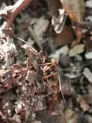 Keroplatus tipuloides