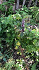 Leonurus quinquelobatus