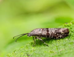 Phycodes radiata