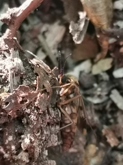 Keroplatus tipuloides