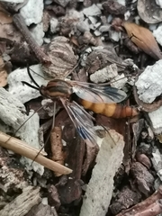 Keroplatus tipuloides