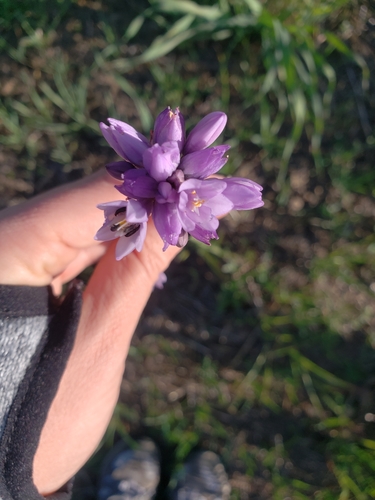 iNaturalist observation photo of blue dicks