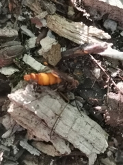 Keroplatus tipuloides