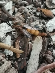 Keroplatus tipuloides