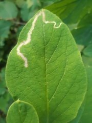 Aulagromyza hendeliana