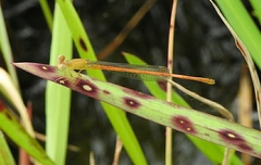 Ceriagrion rubiae