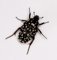 Oxythyrea testaceoguttata