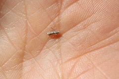 Acrocercops hedymopa